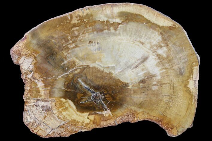 Petrified Wood (Araucaria) Slice - Madagascar #83247
